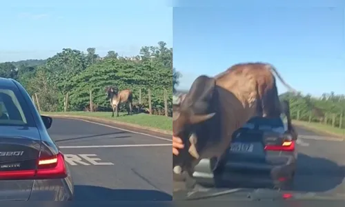 Touro solto em avenida avança sobre homem e amassa BMW; veja vídeo