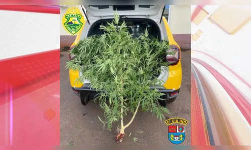 Polícia Militar apreende pé de maconha em casa de Ivaiporâ