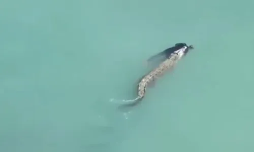 Crocodilo ataca e devora nadador e carrega corpo da vítima pelo mar