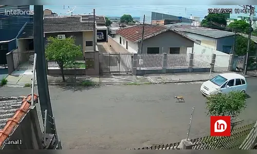 Vídeo chocante mostra carro atropelando cachorro em Arapongas; veja