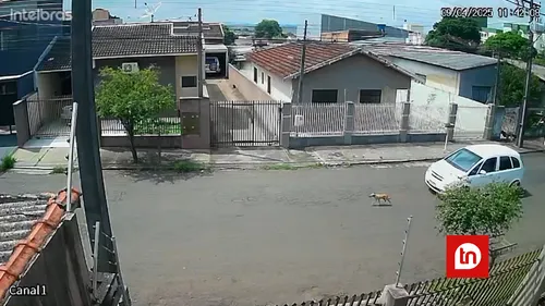 Cachorro de rua morreu minutos após o atropelamento