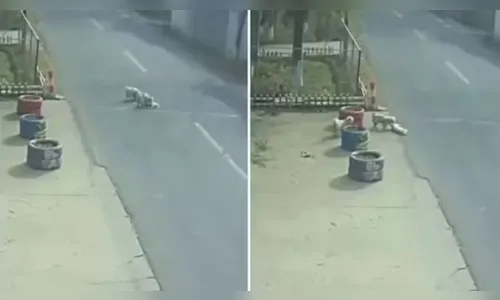 Vídeo mostra cães de rua salvando cachorro atropelado; assista