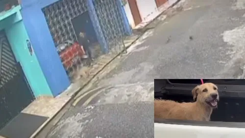 Cachorro foi internado em clínica