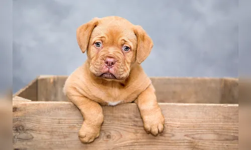 Soprap comemora 28 anos com feira de adoção de filhotes em Apucarana