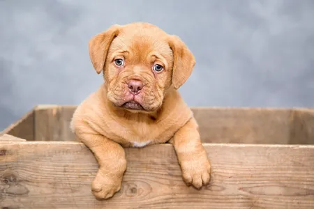 Cachorros estarão à espera de novos tutores no estacionamento do Super Muffato