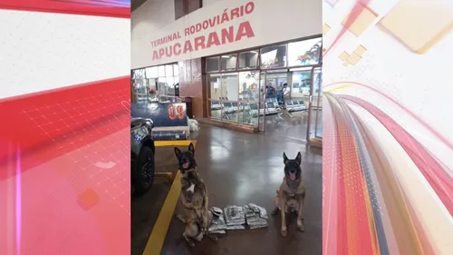 Cães da polícia localizaram drogas em ônibus