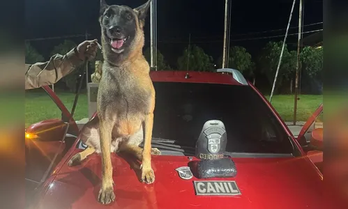 Cão da PM encontra 1 kg de droga dentro de carro em Arapongas