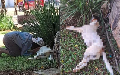 Cão era de morador em situação de rua de Pirenópolis, no Entorno do Distrito Federal