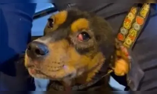 Segurança é afastado de UPA após agredir cachorro com chutes