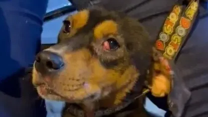 Cão está sob os cuidados da Secretaria de Bem-Estar Animal de Maringá, recebendo atenção veterinária e sendo monitorado quanto à sua recuperação