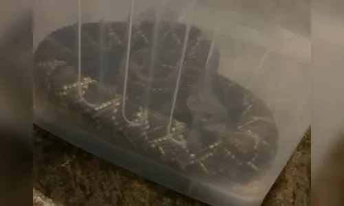 Cascavel faz 'visita' em casa de Marilândia do Sul e assusta moradores