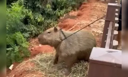 Moradores resgatam capivara amarrada por cabo de telefonia no PR