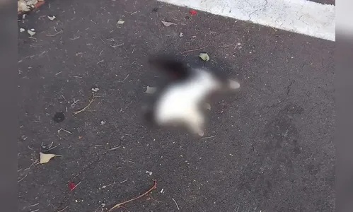 Morador denuncia morte de pelo menos 15 gatos próximo à empresa no PR