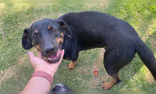 Cemsa adota cuidado humanizado com animais em Apucarana