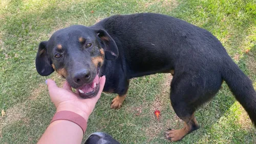Cemsa adota cuidado humanizado com animais em Apucarana