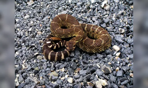 Cobra cascavel é encontrada debaixo de veículo no Paraná; veja o vídeo