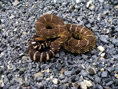 Cobra foi encontrada em Paranavaí