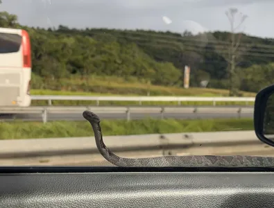 Cobra rastejando na janela de carro