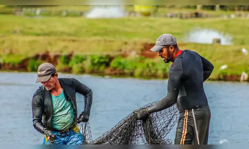 Com crescimento expressivo piscicultura impulsiona economia na região