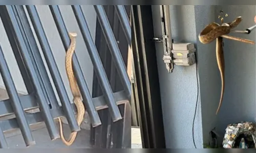 Morador leva susto ao encontrar cobra-espada no portão de casa