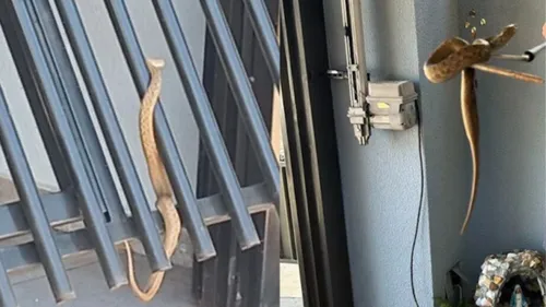Duas cobras foram resgatadas em Toledo na sexta-feira (21)