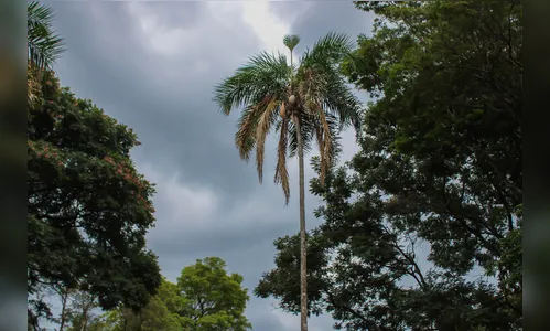 Previsão do tempo: chuvas e céu nublado marcam a semana em Apucarana