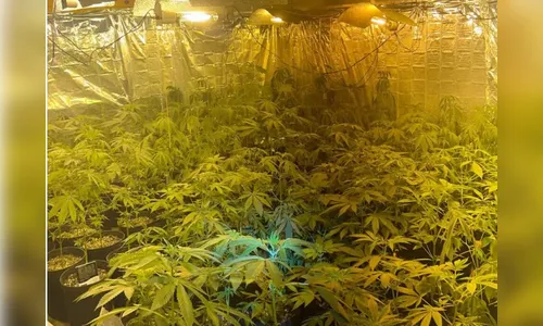 Cheiro denuncia estufa de maconha encontrada pela PM em Campo Largo