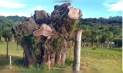 Moradora replanta árvore histórica de Apucarana e comemora primeiros brotos