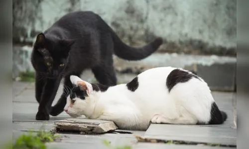 Gatos morrem por envenenamento em Califórnia