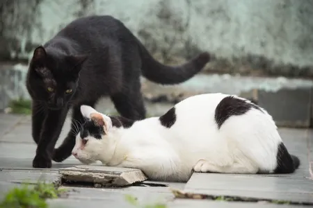 Gatos morrem por envenenamento em Califórnia