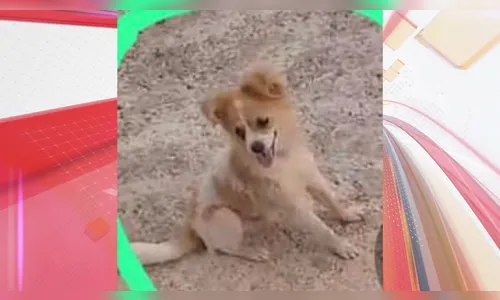 Gestante procura cachorro desaparecido em Apucarana