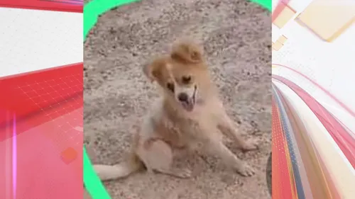 Greiciele, que está grávida, conta que a família está aflita à procura do cãozinho que tem o nome de Bobinho.