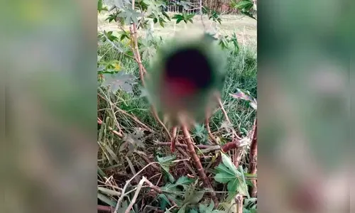 Homem indígena é decapitado em Guaíra; três suspeitos presos