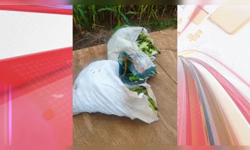 Homem preso e menores apreendidos por furto de 300 kg de milho