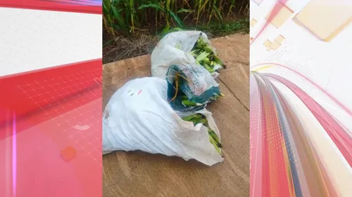 Homem preso e menores apreendidos por furto de 300 kg de milho