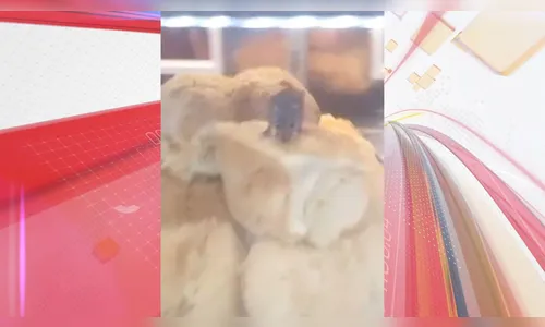 Rato é encontrado por clientes 