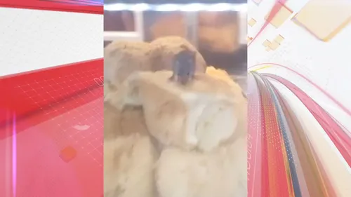 Imagens foram feitas por clientes na padaria de um supermercado de Joinville, Santa Catarina