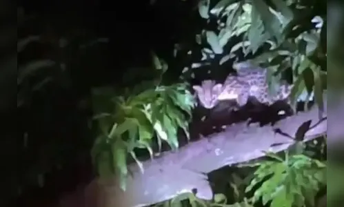 Animal misterioso é visto em área urbana no PR e bombeiros esclarecem