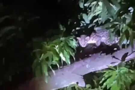 Jaguatirica foi encontrada em Loanda