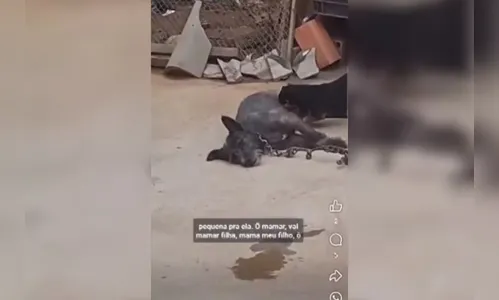 Mulheres são presas por rirem de cachorra acorrentada em SP
