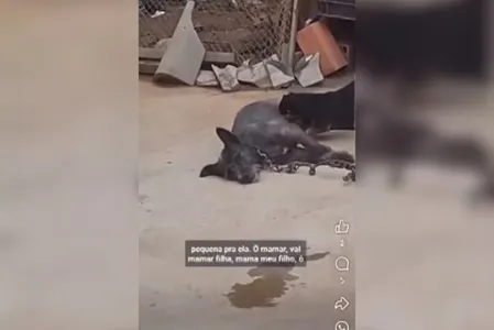 No local, os agentes encontraram a cadela no cio, presa com um cadeado no pescoço e com sinais de maus-tratos.