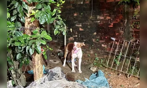 Bebê de três meses morre ao ser atacado por pitbull