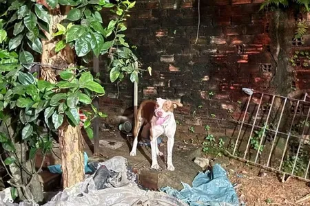 O cachorro costuma ficar no quintal da casa