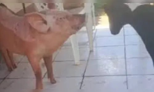 Porca que late é tratada como pet e vira celebridade em cidade do PR