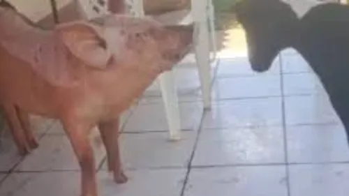 Peppa cresceu cercada por cachorros e aprendeu a se "comunicar" como eles