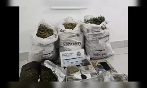 Polícia Civil desmantela estufa de maconha em chácara de Maringá