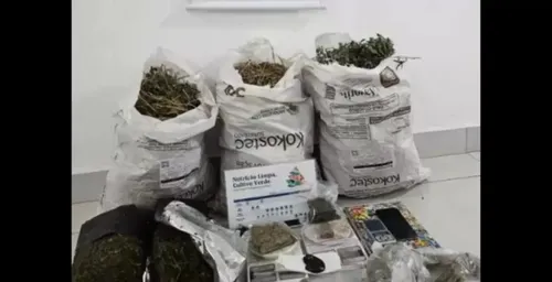 Polícia Civil desmantela estufa de maconha em chácara de Maringá