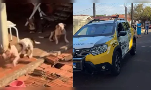 Idosa fica gravemente ferida após ser atacada por três pitbulls no PR