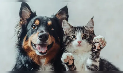 Saiba como funciona o sistema gratuito de RG para cães e gatos