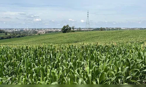 Segunda safra do milho pode superar expectativas na região